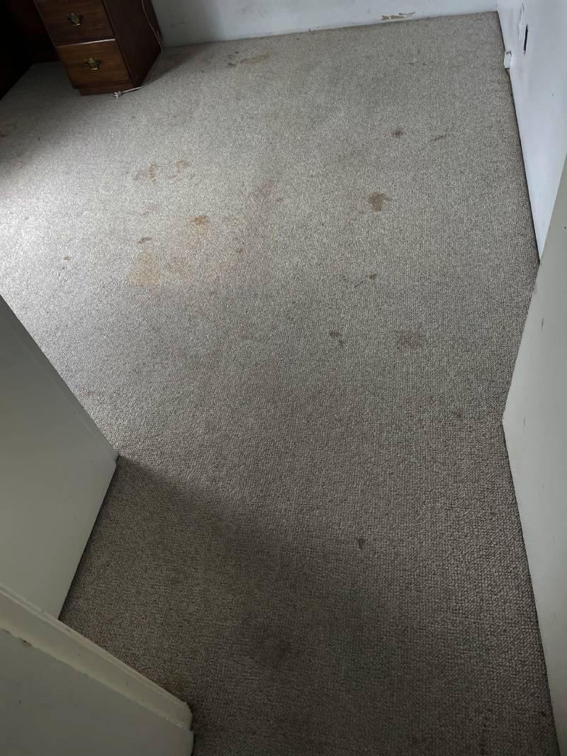 Carpet before professional cleaning — visible stains and wear