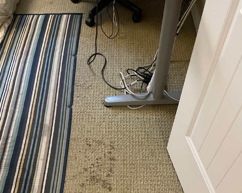 Carpet before cleaning — discolored and worn
